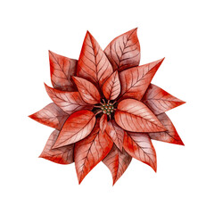 New Years Christmas hand drawn bright poinsettia. Watercolor illustration for decorating and designing invitations, cards, banners, wrapping paper, wallpaper