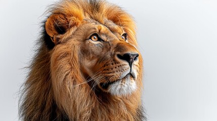 Fototapeta premium close up of a lion's head with a white background