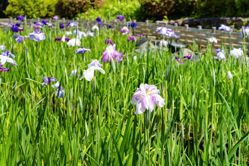 神奈川県小田原市　小田原城の花菖蒲