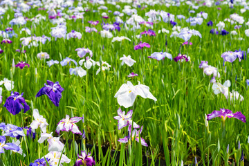 神奈川県小田原市　小田原城の花菖蒲