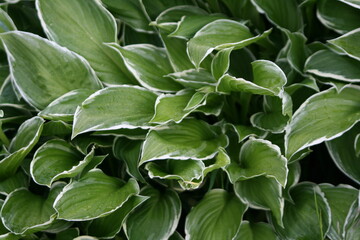 close up of green leaves