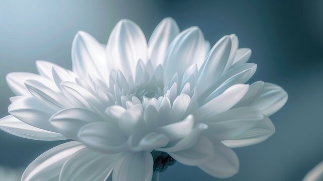 A white flower is depicted in this image