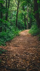 Fototapeta premium Dirt path in the woods with trees on both sides