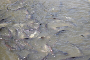 Beautiful Siriped Catfish navigating the flowing river.