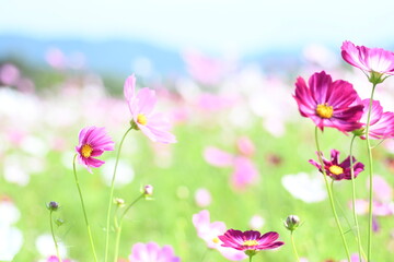 Fototapeta premium Summer flower