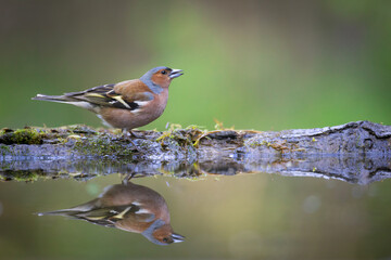 Bird male chaffinch Fringilla coelebs perching on forest puddle, spring time