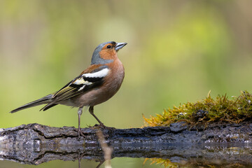 Bird male chaffinch Fringilla coelebs perching on forest puddle, spring time