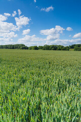Young green wheat in a field on a beautiful Spring day, English countryside view
