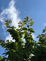 leaves against blue sky