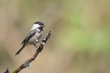 Obraz premium Bird - Marsh Tit ( Poecile palustris ) perched on tree spring time small bird after bath