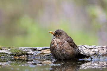 female Blackbird Turdus merula on the forest puddle amazing warm light sunset sundown