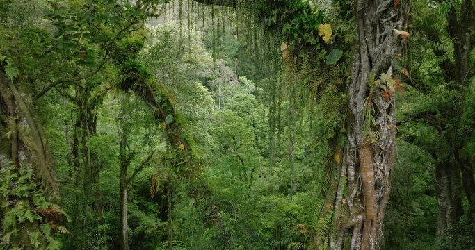 Big intertwined trees trunk in Tropical forest. Drone view of Bali.