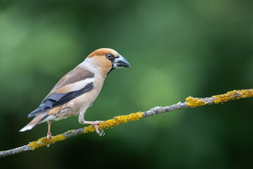 Hawfinch Coccothraustes coccothraustes amazing bird perched on tree blurred background