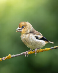 juvenile young chick Hawfinch Coccothraustes coccothraustes amazing bird perched on tree blurred background