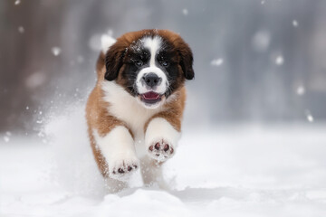 Saint bernard puppy running through the snow with a happy expression