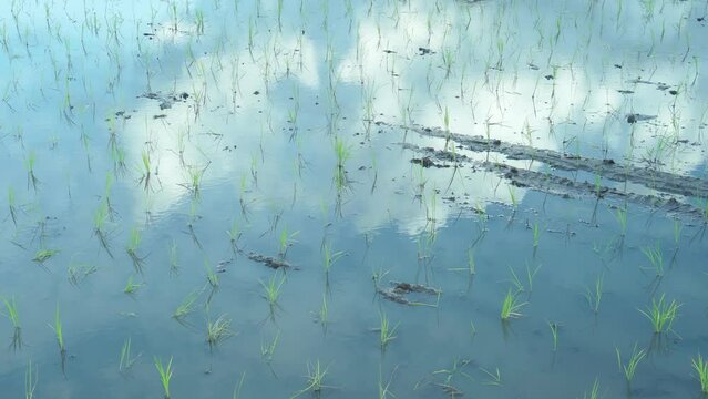 田植えが終わったばかりの水田に映る青空と白い雲