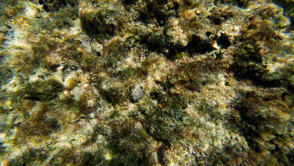 Photography of small crab and corals in Oman near Muscat during spring day