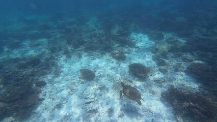 Photography of fish, turtle and corals in Oman near Muscat during spring day