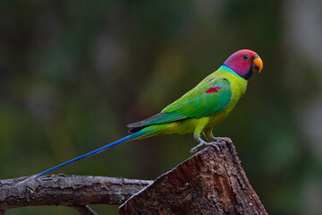 Plum headed parakeet bird perched on a branch with use of selective focus 