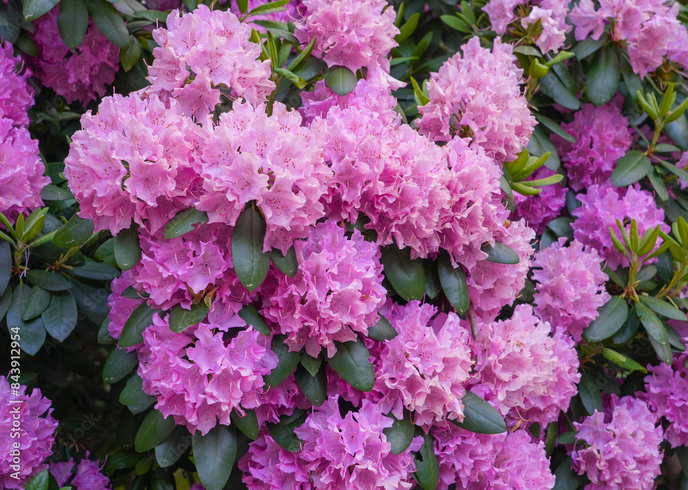 Wall mural pink rhododendron blooming in spring