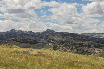 landscape in the summer