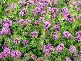 Pink flowers of Caucasian crosswort, Phuopsis stylosa