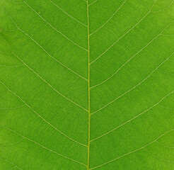 green leaf texture, oak leaf vein