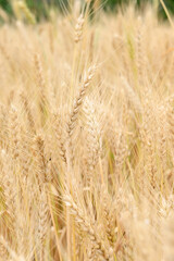 closeup the bunch ripe yellow brown wheat stitch plant with grain growing with leaves in the farm field soft focus natural green brown background.