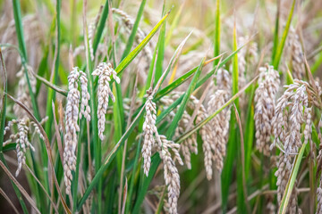 Mature Rice Grains in Isla Mayor, Sevilla, Doñana Marshlands
