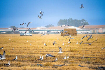 Birds Feeding in a Harvested Rice Field in Isla Mayor, Spain