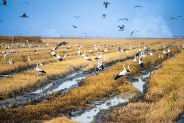 Birds Feeding in a Harvested Rice Field in Isla Mayor, Spain