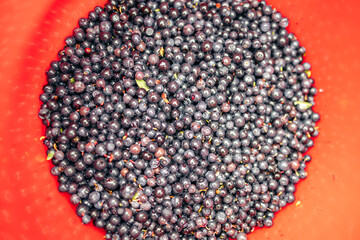 Large amount of blueberries in a red bucket
