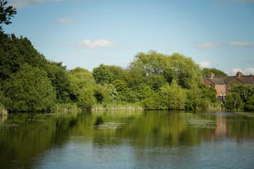 water lily in the pond