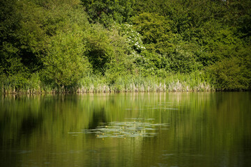 water lily in the pond