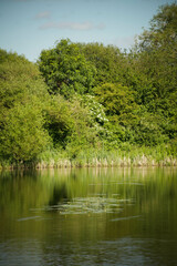 water lily in the pond