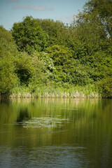 water lily in the pond