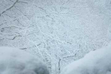 snow covered branches during a huge snow storm