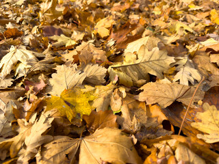 A collection of fallen leaves from trees during the autumn season,
