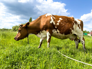 A brown and white cow is peacefully grazing in a grassy field under the sky