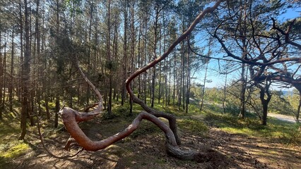 Poskręcane drzewa © Stanisaw