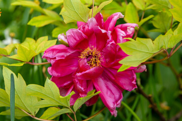 pink flower with yellow petals is in a green bush