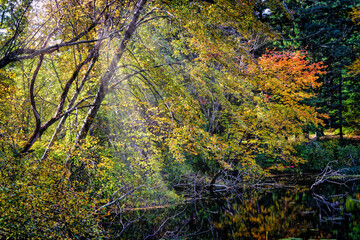Light at the Edge of the Lake