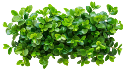 Dense Green Leafy Bush Isolated on White, Lively green shrub with dense, round leaves, isolated on a white background, perfect for garden and eco-related designs.