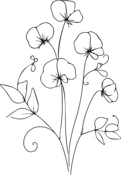 black and white sweet pea flowers clip art preview