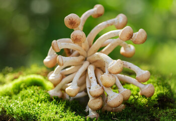 edible mushrooms growing in forest. Honey agarics mushrooms © Nitr