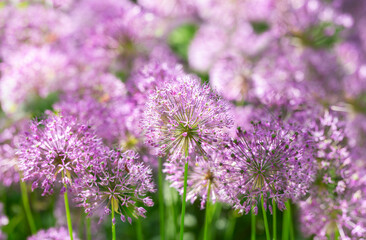 blooming purple allium flowers or decorative onion flowers