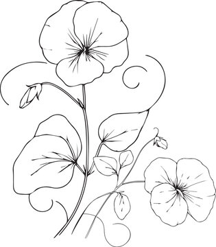 recommend clip art: simple flower coloring pages, Coloring pages for adults, hand drawing Sweet pea sketch art of, blossom Sweet pea flower line art vector illustration, floral garden for beautiful Sweet pea