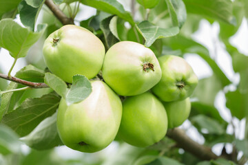 Ripening green apples hanging on tree