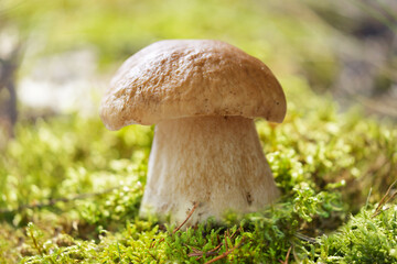 Edible mushroom growing in forest. Boletus edulis mushroom