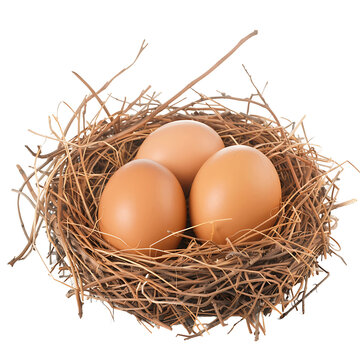 recommend clip art: Birds Nest with a Single Egg on Transparent